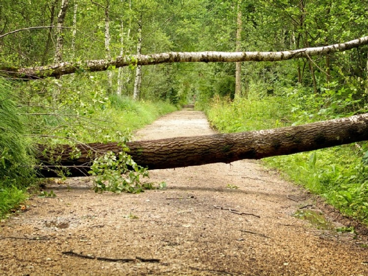 Świętokrzyskie/ 130 interwencji strażaków, powalone drzewa, uszkodzone dachy, 800 odbiorców nadal bez prądu